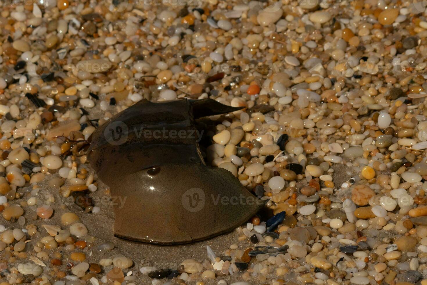 This piece of horseshoe crab shell is sitting on the Cape May beach with shiny smooth pebbles all around. photo