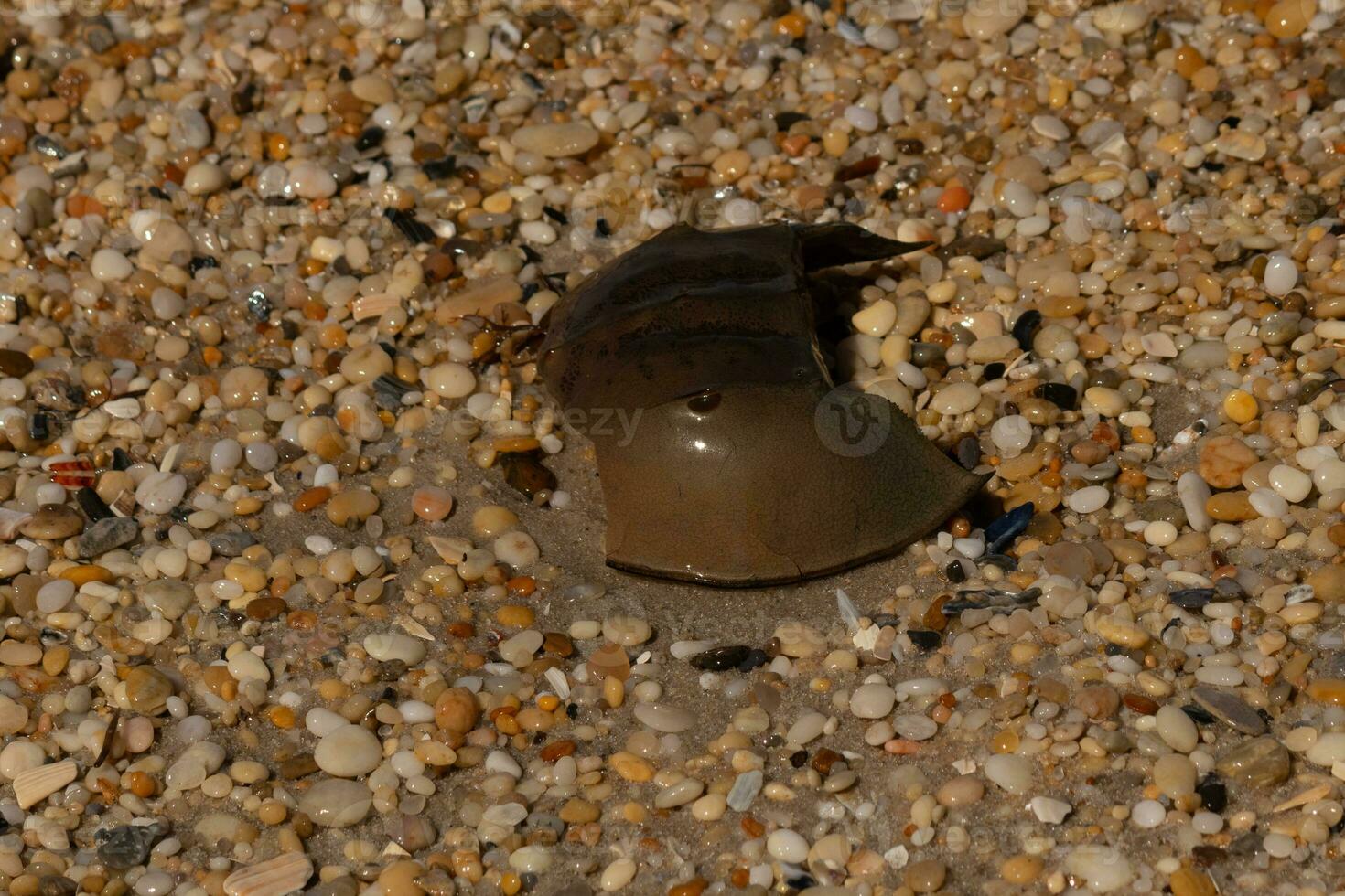 This piece of horseshoe crab shell is sitting on the Cape May beach with shiny smooth pebbles all around. photo