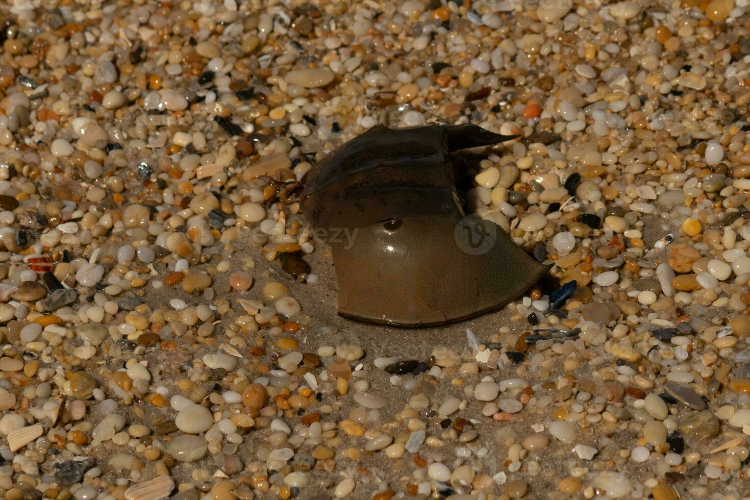 esta pedazo de herradura cangrejo cáscara es sentado en el capa mayo playa con brillante suave guijarros todas alrededor. foto