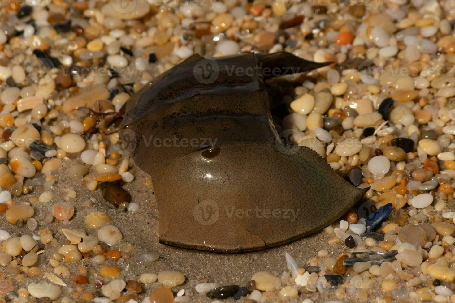This piece of horseshoe crab shell is sitting on the Cape May beach with shiny smooth pebbles all around. photo
