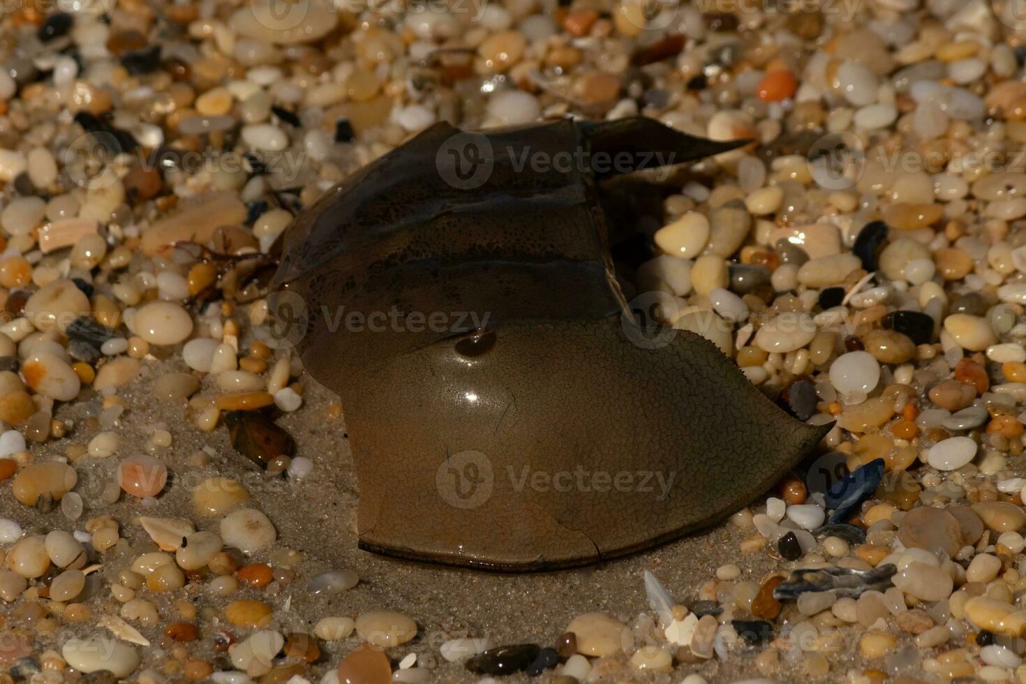 This piece of horseshoe crab shell is sitting on the Cape May beach with shiny smooth pebbles all around. photo