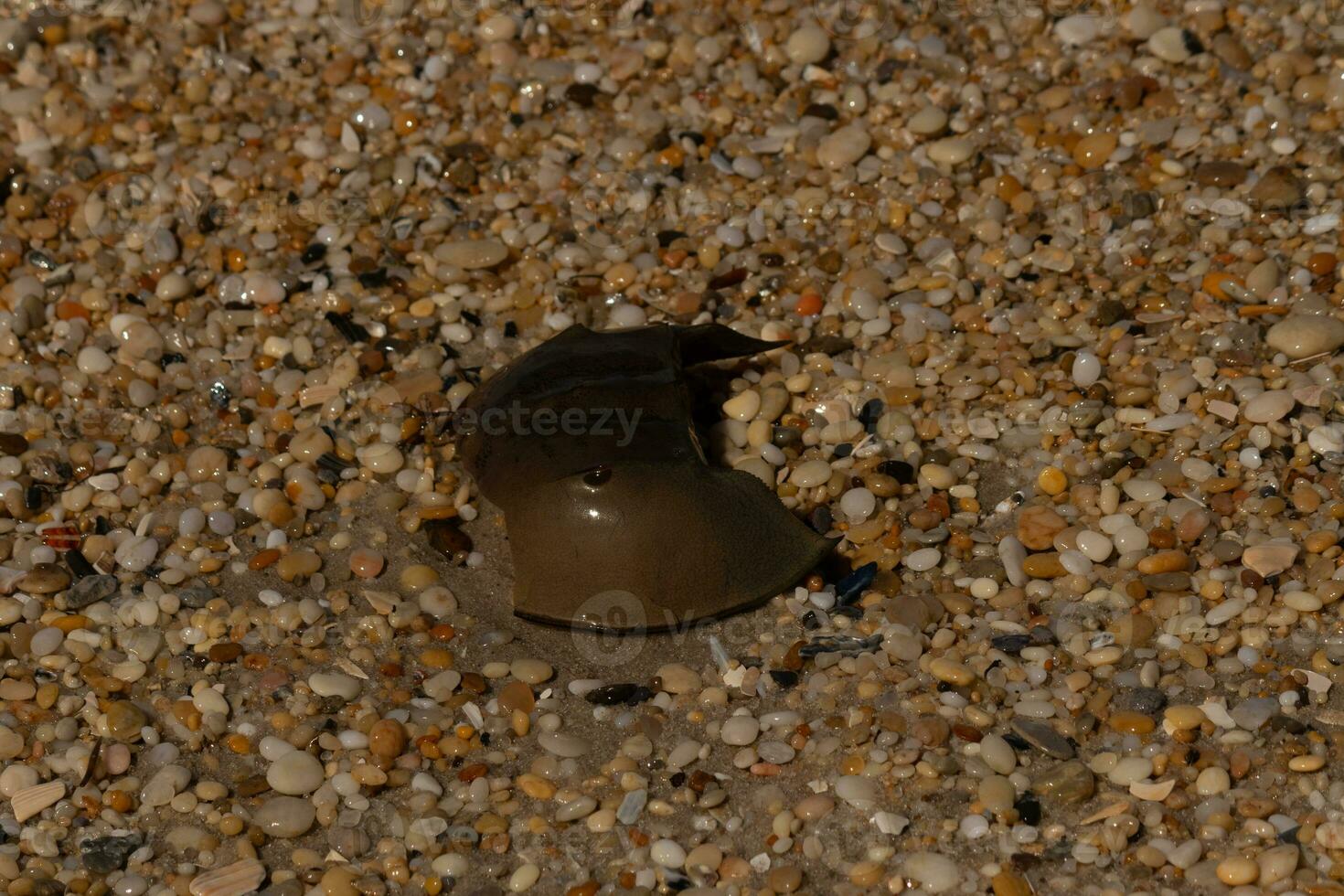 This piece of horseshoe crab shell is sitting on the Cape May beach with shiny smooth pebbles all around. photo
