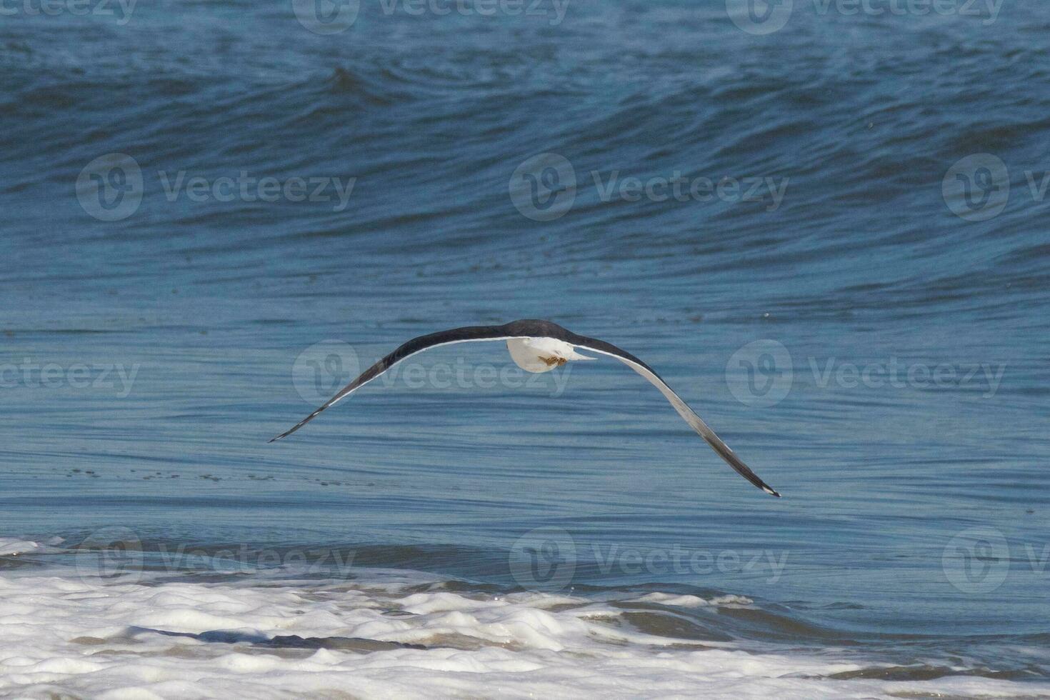 This seagull was gliding on the bay breeze coming off the ocean. Black outlined with white belly. Wings are outstretched to soar. photo