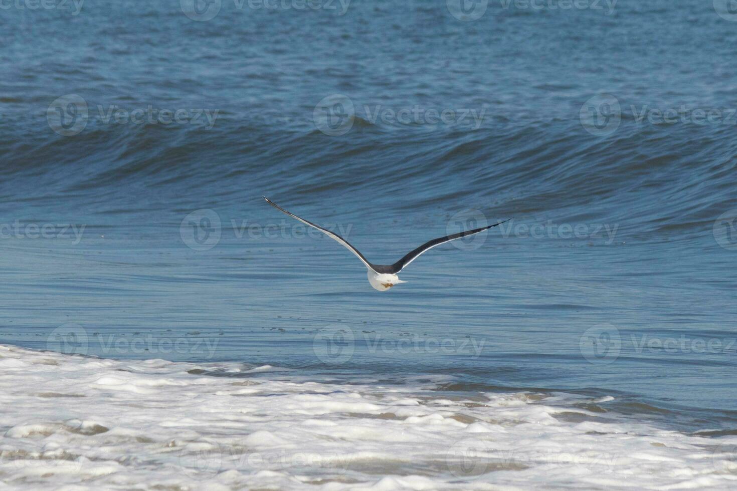 This seagull was gliding on the bay breeze coming off the ocean. Black outlined with white belly. Wings are outstretched to soar. photo