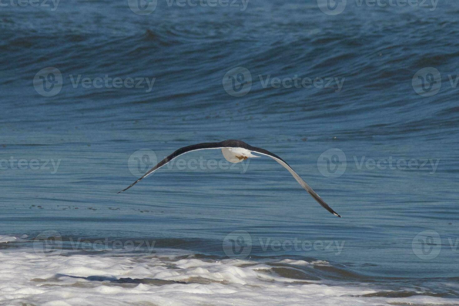 This seagull was gliding on the bay breeze coming off the ocean. Black outlined with white belly. Wings are outstretched to soar. photo