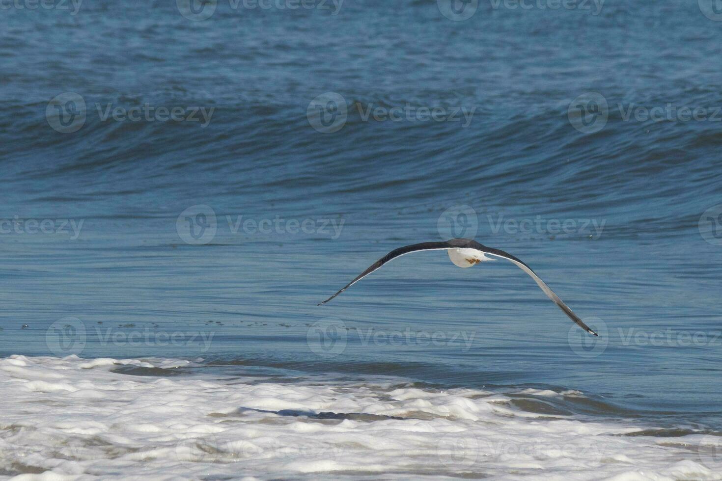 This seagull was gliding on the bay breeze coming off the ocean. Black outlined with white belly. Wings are outstretched to soar. photo