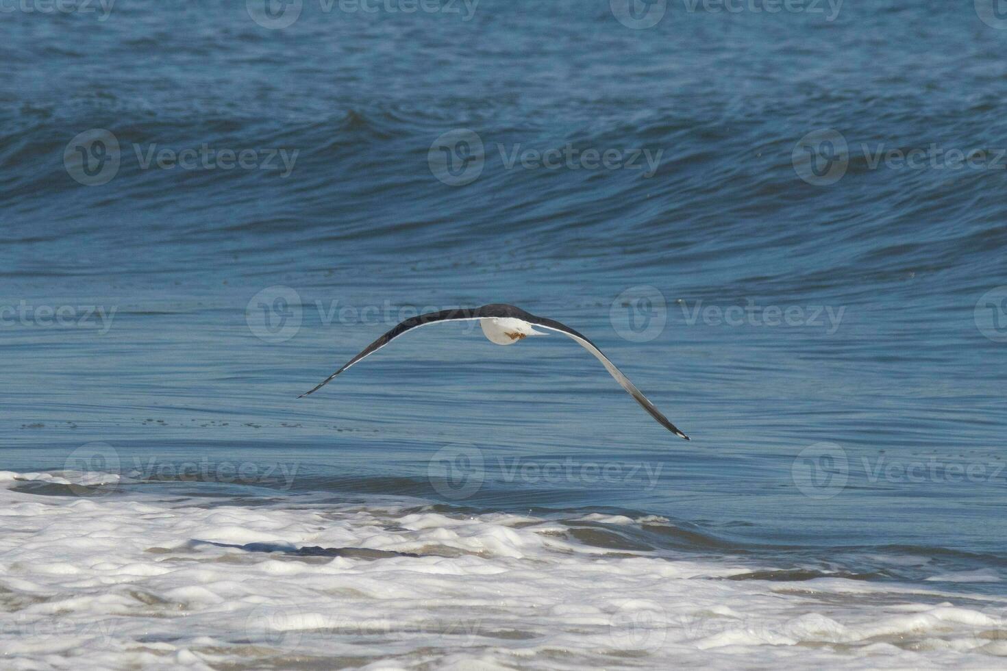 This seagull was gliding on the bay breeze coming off the ocean. Black outlined with white belly. Wings are outstretched to soar. photo