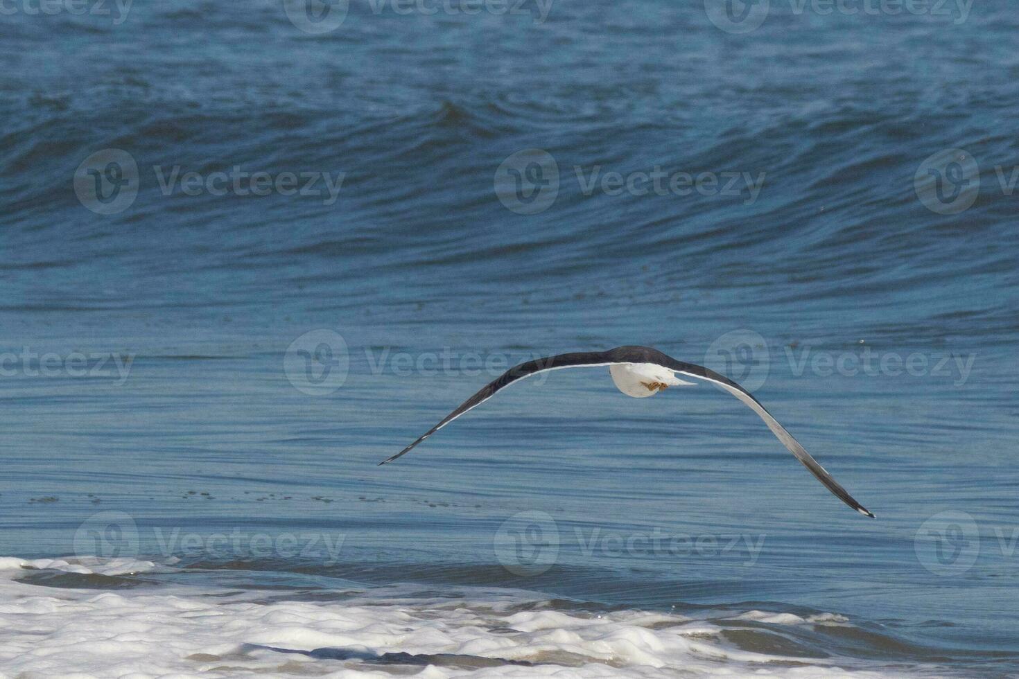 This seagull was gliding on the bay breeze coming off the ocean. Black outlined with white belly. Wings are outstretched to soar. photo