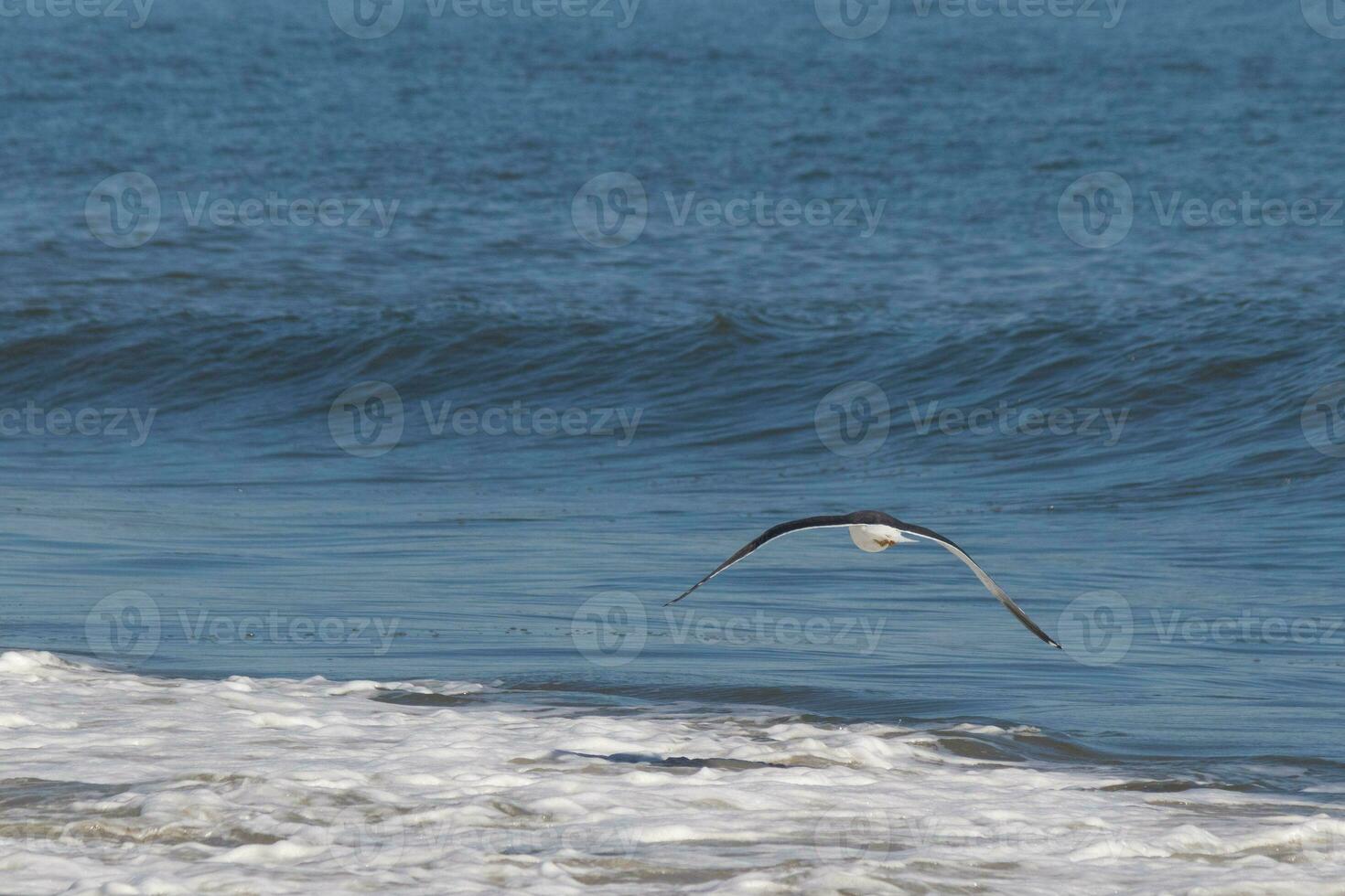 This seagull was gliding on the bay breeze coming off the ocean. Black outlined with white belly. Wings are outstretched to soar. photo