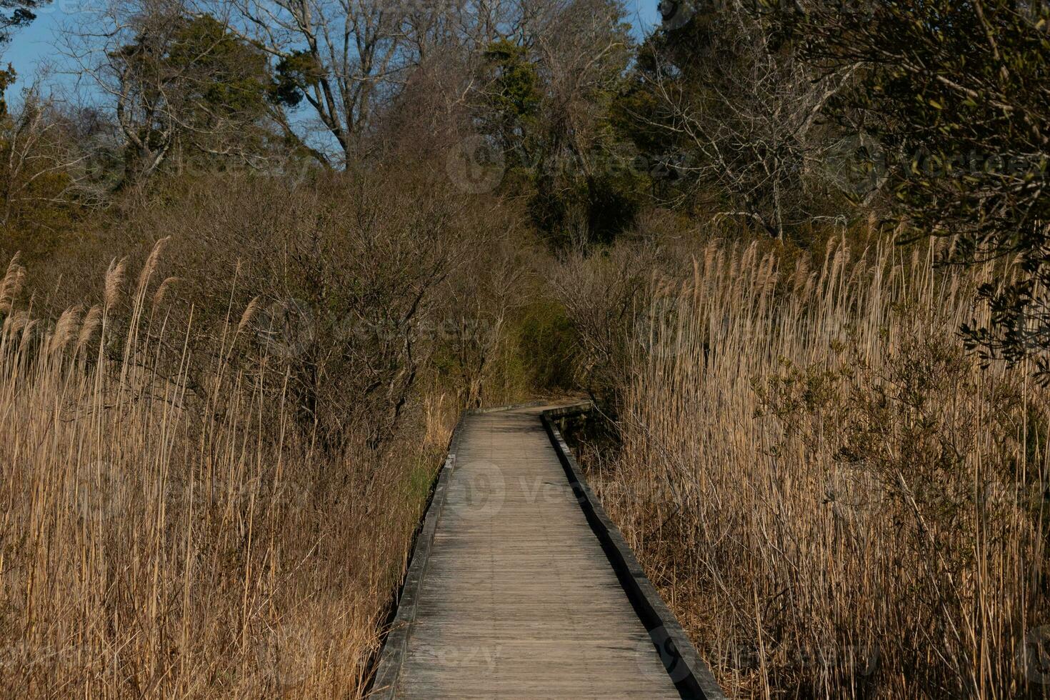 Wooden walking path keeping travelers from the mud. All set between overgrown brown foliage. Tall grass and trees all around. photo