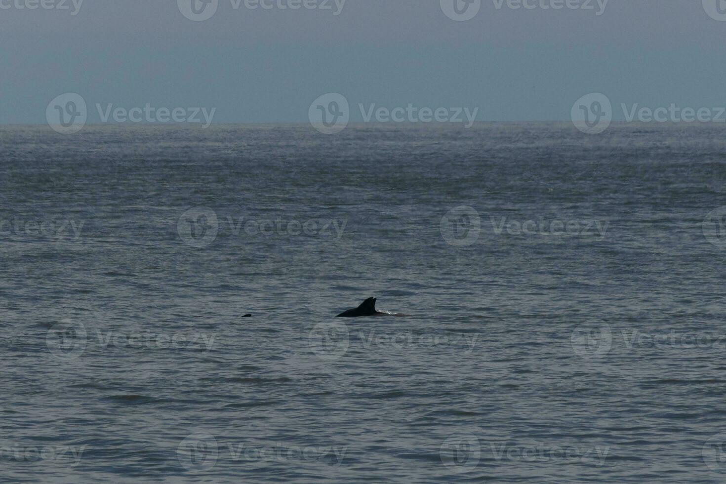 This dark image of a dolphin fin coming up out of the ocean looks so beautiful. The beautiful dorsal breaching the surface. photo