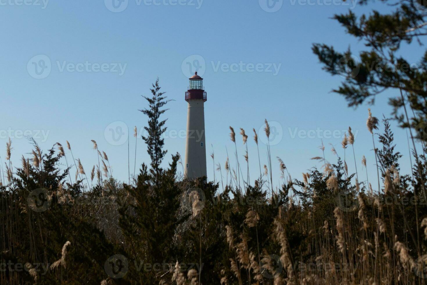 Cape May point lighthouse seen among all the brown foliage and green trees depicting the Fall season. The large white tower stands tall above everything. The top of the light has a red metal cage. photo