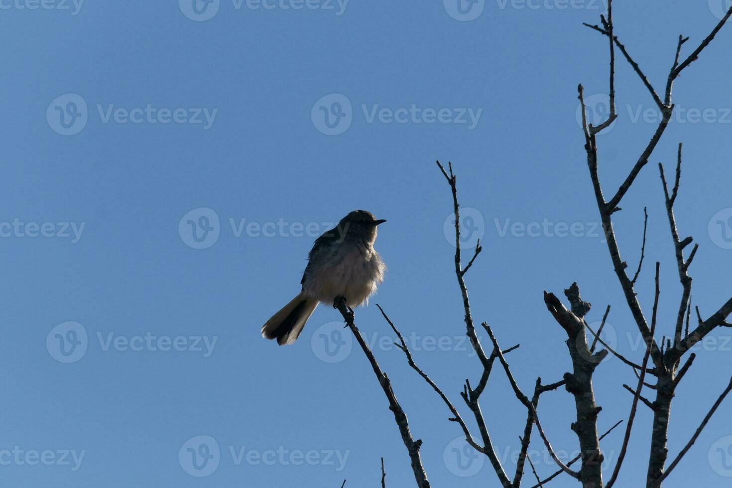 Mockingbird perched on branches of a tree. Feathers fluffy from the wind blowing him. The grey plumage built to blend in. The limbs are bare showing the Fall season. Pretty blue sky in the background. photo