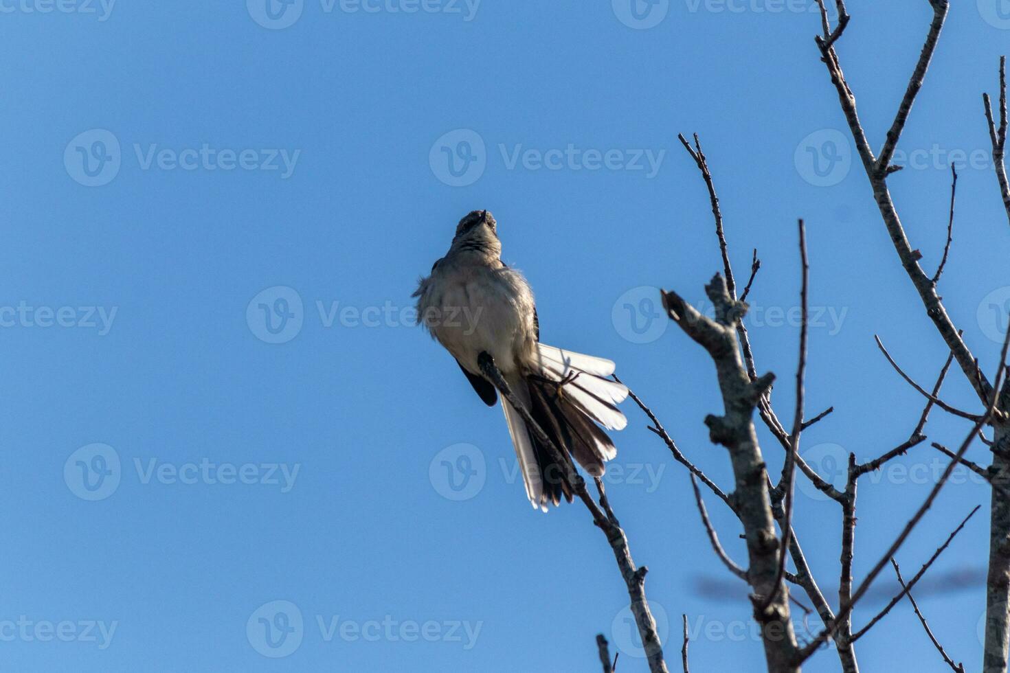 Mockingbird perched on branches of a tree. Feathers fluffy from the wind blowing him. The grey plumage built to blend in. The limbs are bare showing the Fall season. Pretty blue sky in the background. photo