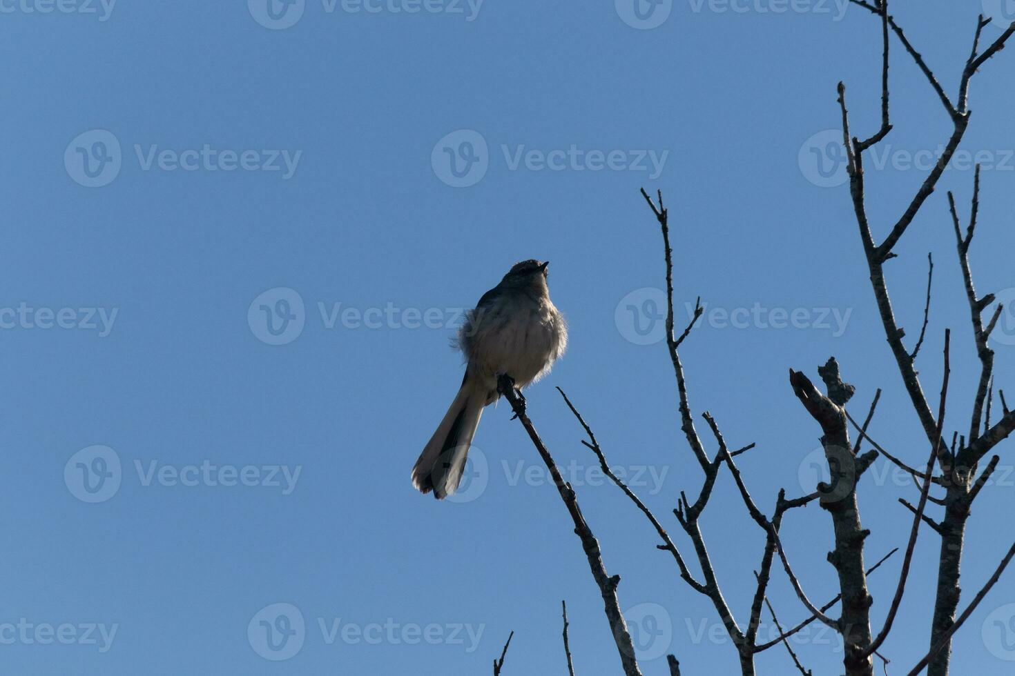 Mockingbird perched on branches of a tree. Feathers fluffy from the wind blowing him. The grey plumage built to blend in. The limbs are bare showing the Fall season. Pretty blue sky in the background. photo