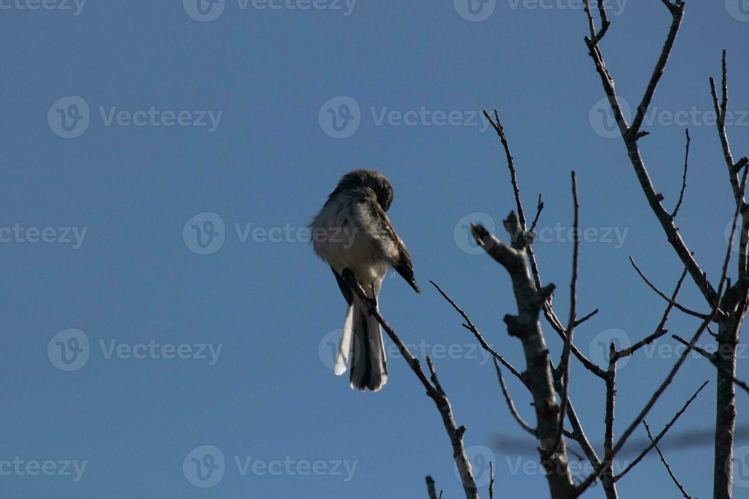 Cute little grey mockingbird preening himself on top of bare tree branches. Beautiful blue sky in the back. photo