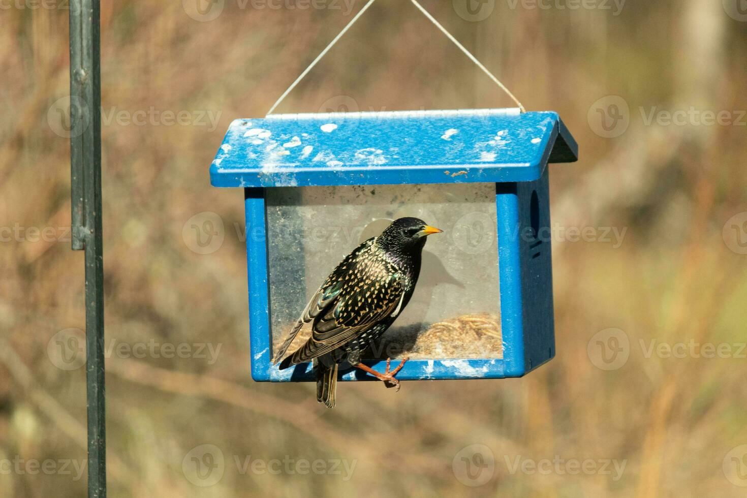 European starling coming to visit the bluebird feeder for mealworms. The bird is black and has white speckle. The feathers shine with a rainbow color like oil in water. These are invasive species. photo
