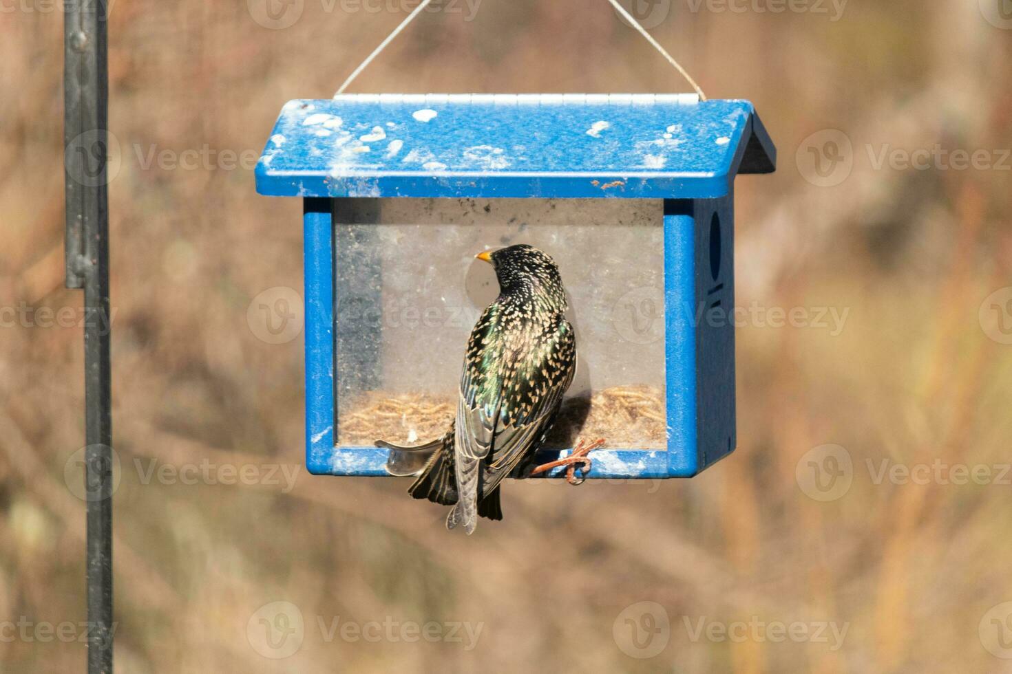 European starling coming to visit the bluebird feeder for mealworms. The bird is black and has white speckle. The feathers shine with a rainbow color like oil in water. These are invasive species. photo
