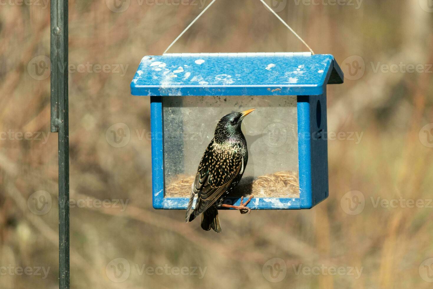 europeo estornino viniendo a visitar el azulejo alimentador para gusanos de la harina. el pájaro es negro y tiene blanco punto. el plumas brillar con un arco iris color me gusta petróleo en agua. estos son invasor especies. foto