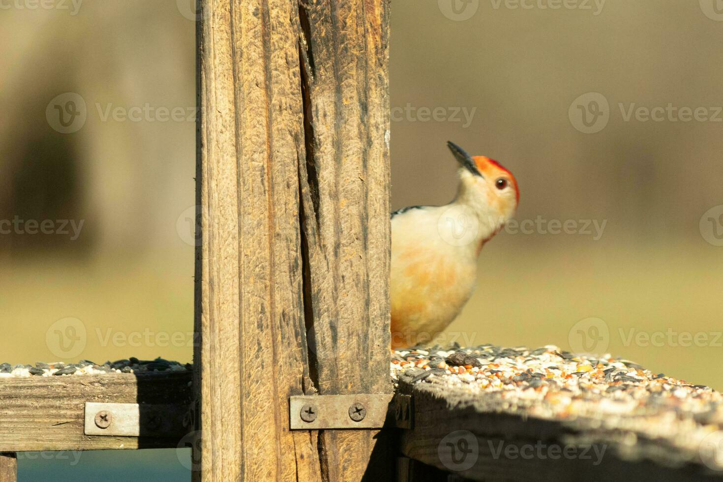 This cute little red-bellied woodpecker was peeking out from behind the wooden post making sure everything was safe. With his little white body red head this avian has arrived for some food. photo
