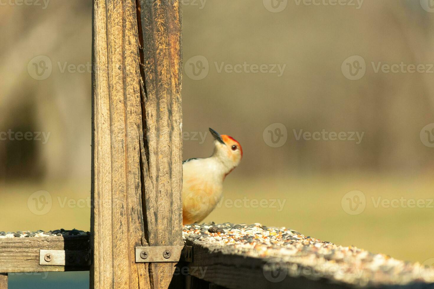 This cute little red-bellied woodpecker was peeking out from behind the wooden post making sure everything was safe. With his little white body red head this avian has arrived for some food. photo