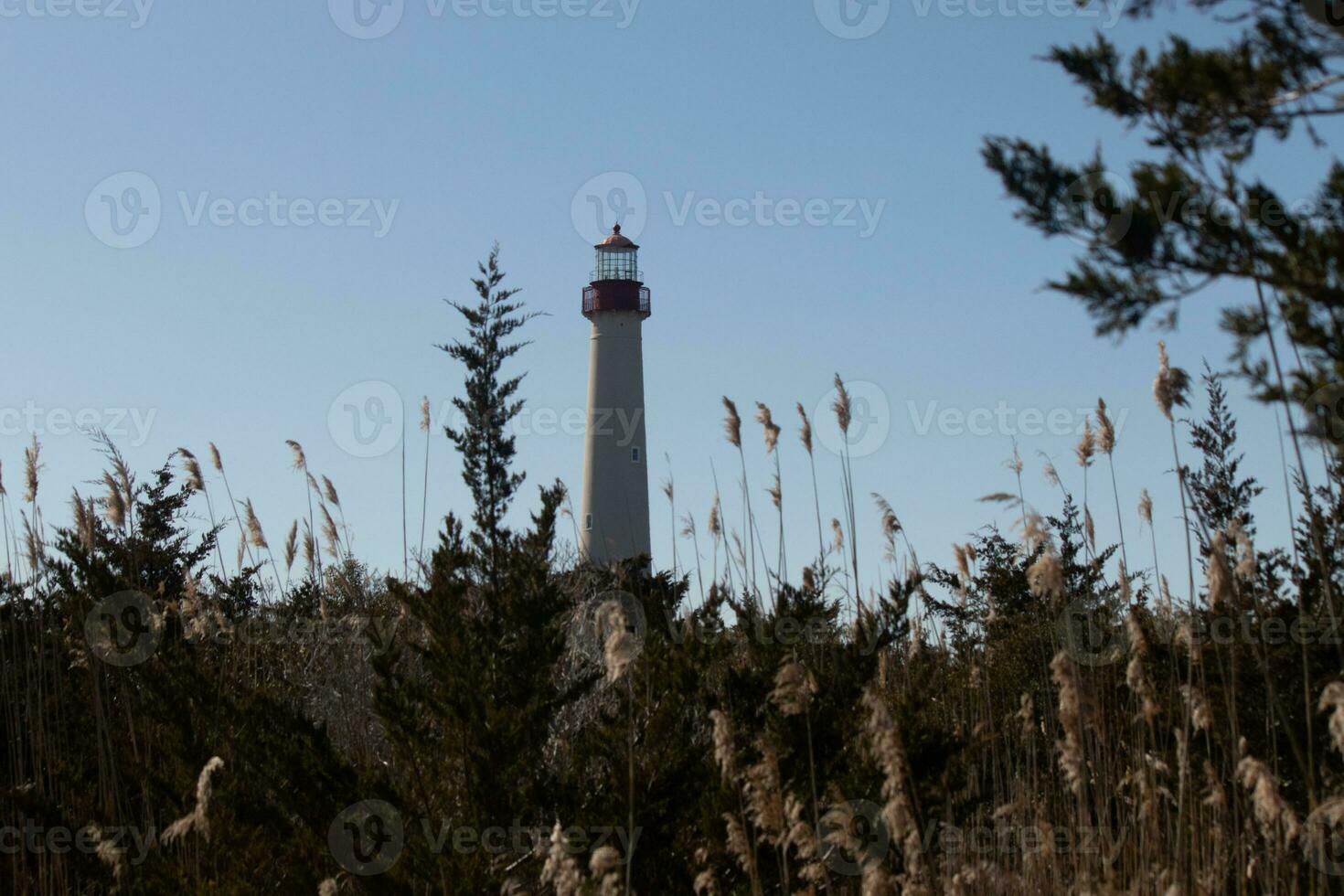 Cape May point lighthouse seen among all the brown foliage and green trees depicting the Fall season. The large white tower stands tall above everything. The top of the light has a red metal cage. photo