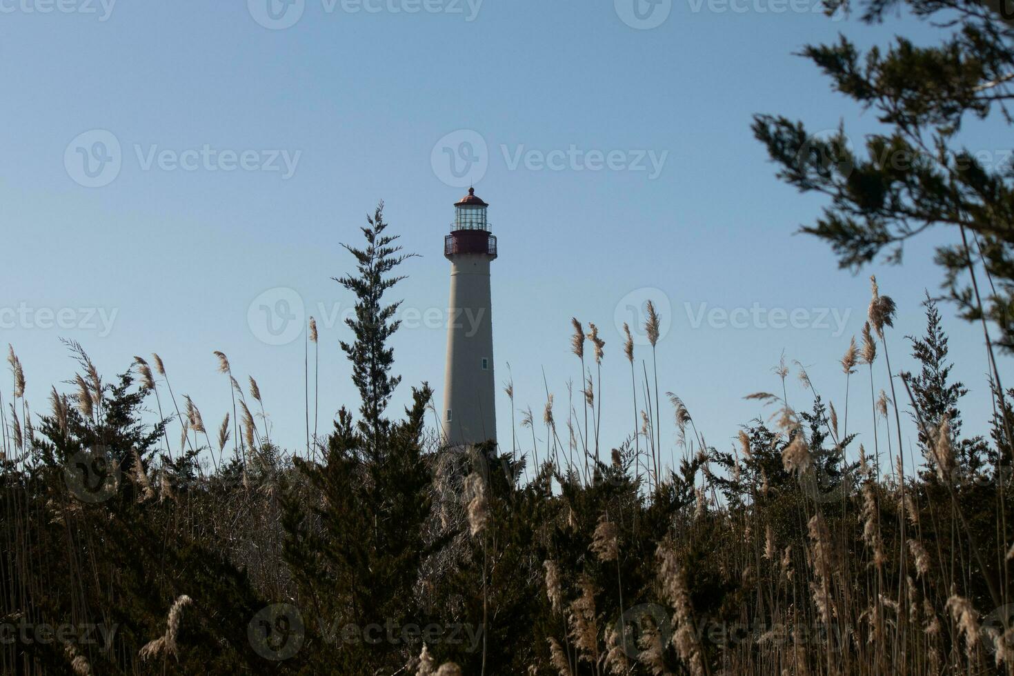 Cape May point lighthouse seen among all the brown foliage and green trees depicting the Fall season. The large white tower stands tall above everything. The top of the light has a red metal cage. photo