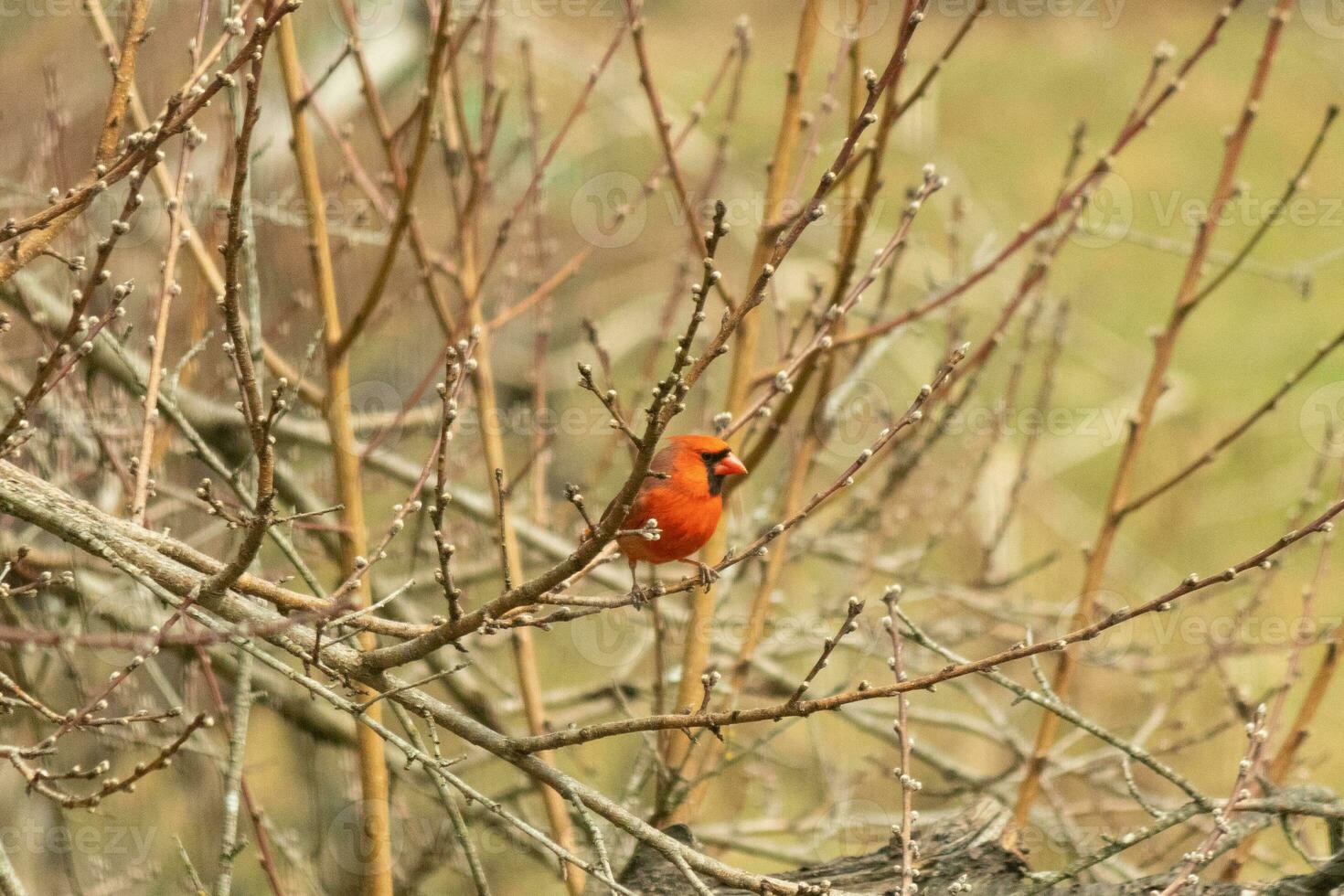 This pretty male cardinal is perched in the peach tree for safety. This bright red bird is trying to blend in. To be camouflaged in the branches. The limbs are without leaves due to the Fall season. photo