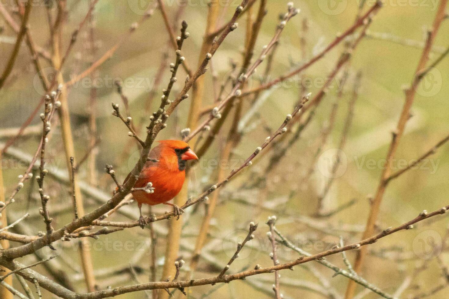 esta bonito masculino cardenal es encaramado en el melocotón árbol para seguridad. esta brillante rojo pájaro es molesto a mezcla en. a ser camuflado en el sucursales. el extremidades son sin hojas debido a el otoño estación. foto