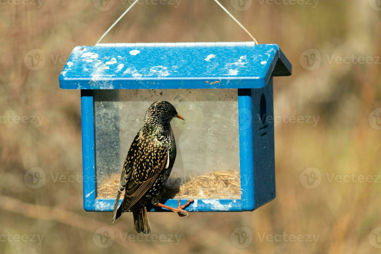 European starling coming to visit the bluebird feeder for mealworms. The bird is black and has white speckle. The feathers shine with a rainbow color like oil in water. These are invasive species. photo