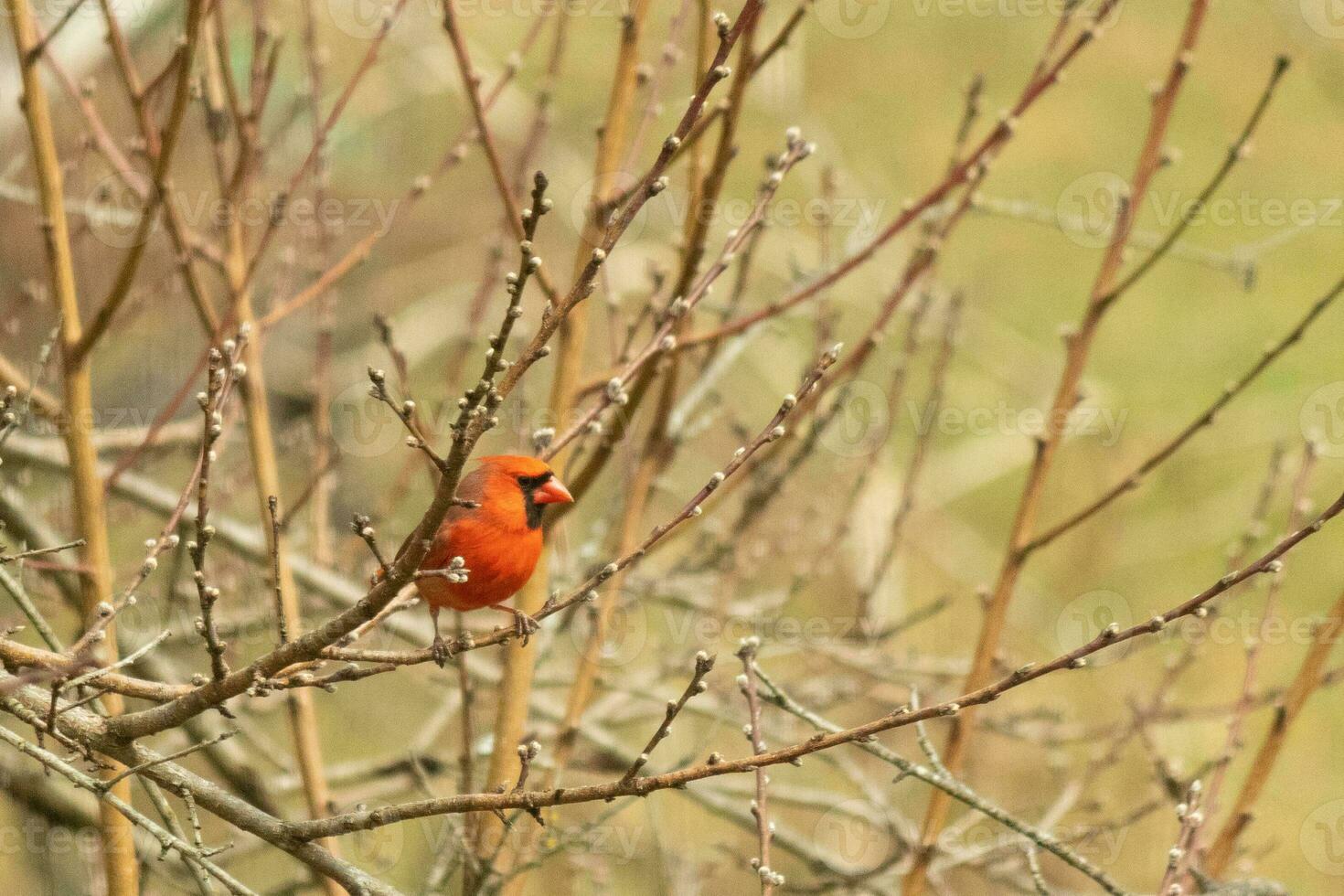 This pretty male cardinal is perched in the peach tree for safety. This bright red bird is trying to blend in. To be camouflaged in the branches. The limbs are without leaves due to the Fall season. photo
