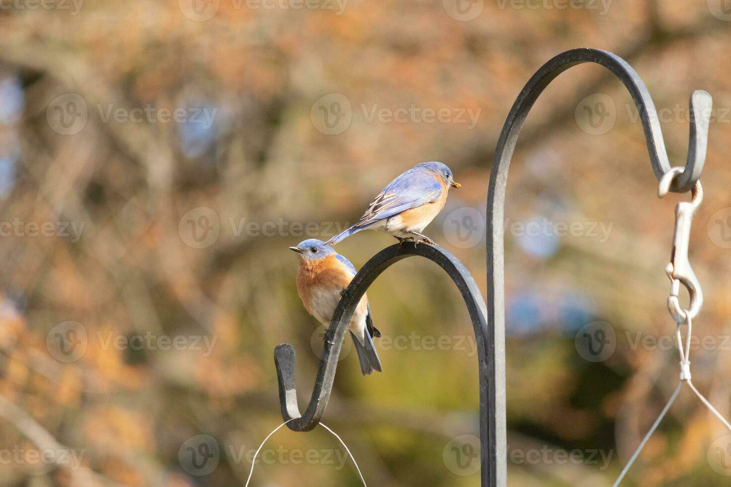 estos dos linda pájaros azules llegó fuera a el pastores gancho. ellos Mira a ser disfrutando cada otros compañía. un reunión de dos aves fuera juntos. el bonito oxidado naranja vientres con azul parte superior plumas. foto