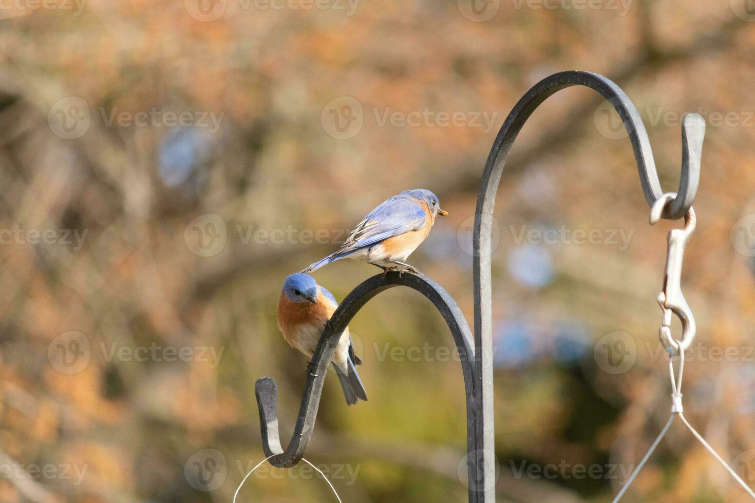 These two cute bluebirds came out to the shepherds hook. They look to be enjoying each others company. A meeting of two birds out together. The pretty rusty orange bellies with blue top feathers. photo