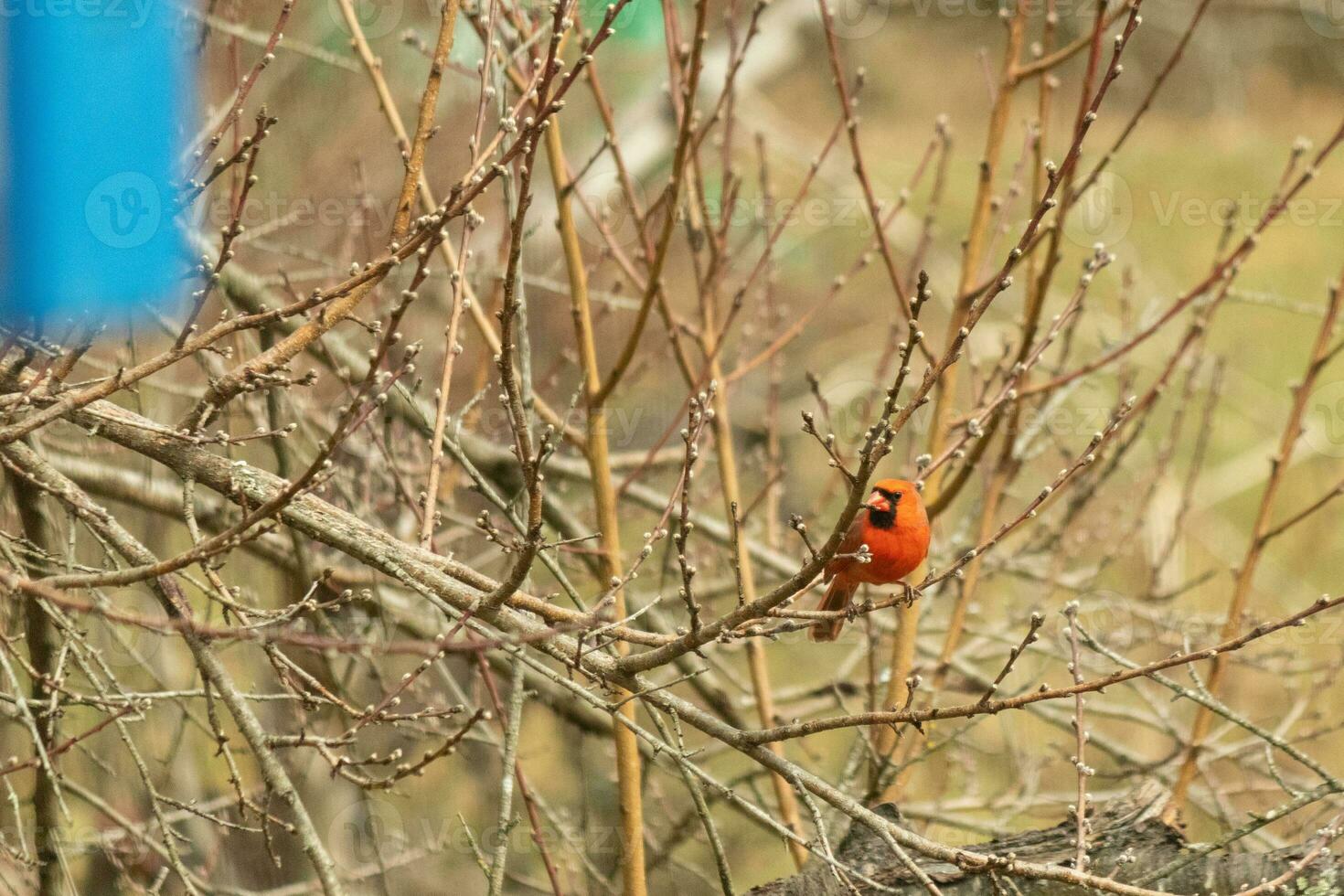 This pretty male cardinal is perched in the peach tree for safety. This bright red bird is trying to blend in. To be camouflaged in the branches. The limbs are without leaves due to the Fall season. photo