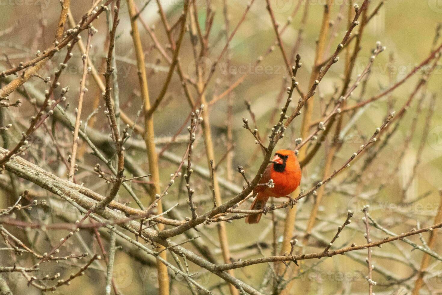 This pretty male cardinal is perched in the peach tree for safety. This bright red bird is trying to blend in. To be camouflaged in the branches. The limbs are without leaves due to the Fall season. photo