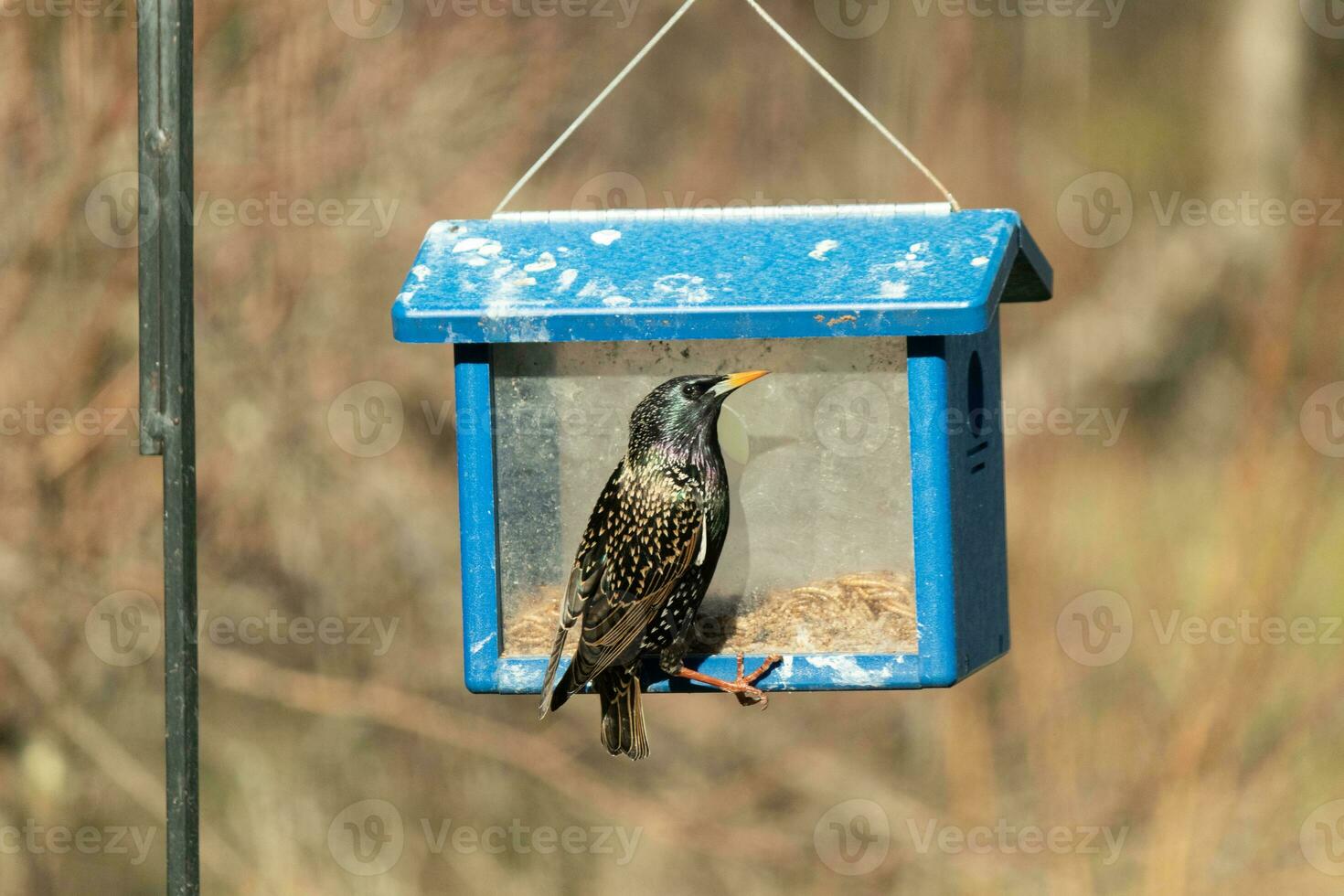 European starling coming to visit the bluebird feeder for mealworms. The bird is black and has white speckle. The feathers shine with a rainbow color like oil in water. These are invasive species. photo