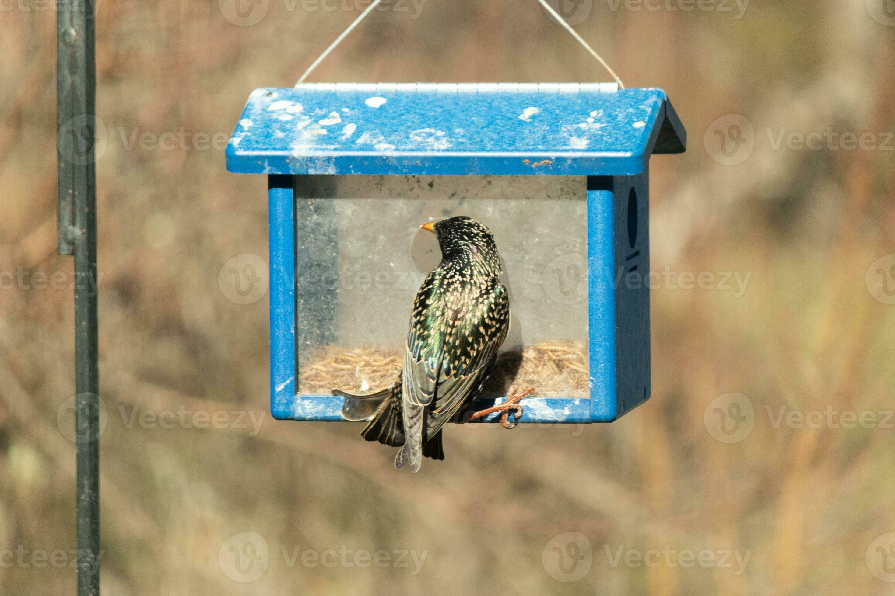 European starling coming to visit the bluebird feeder for mealworms. The bird is black and has