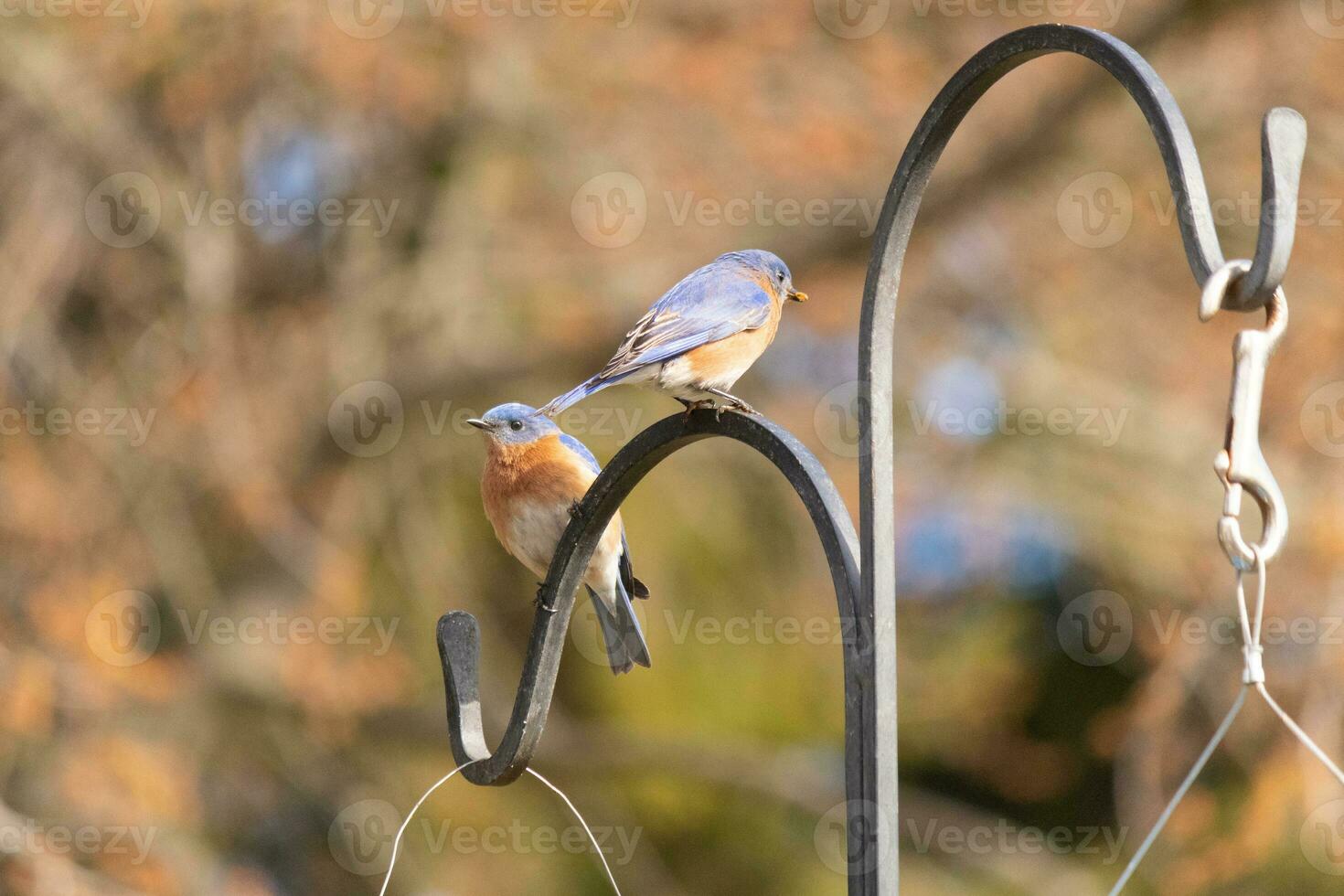 These two cute bluebirds came out to the shepherds hook. They look to be enjoying each others company. A meeting of two birds out together. The pretty rusty orange bellies with blue top feathers. photo
