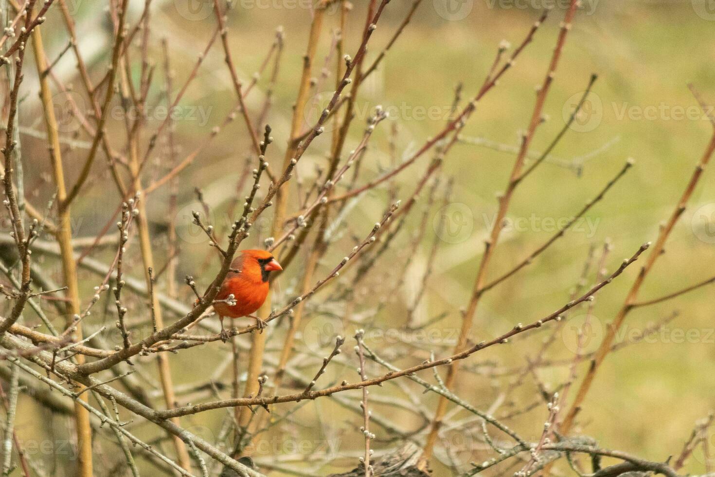 This pretty male cardinal is perched in the peach tree for safety. This bright red bird is trying to blend in. To be camouflaged in the branches. The limbs are without leaves due to the Fall season. photo