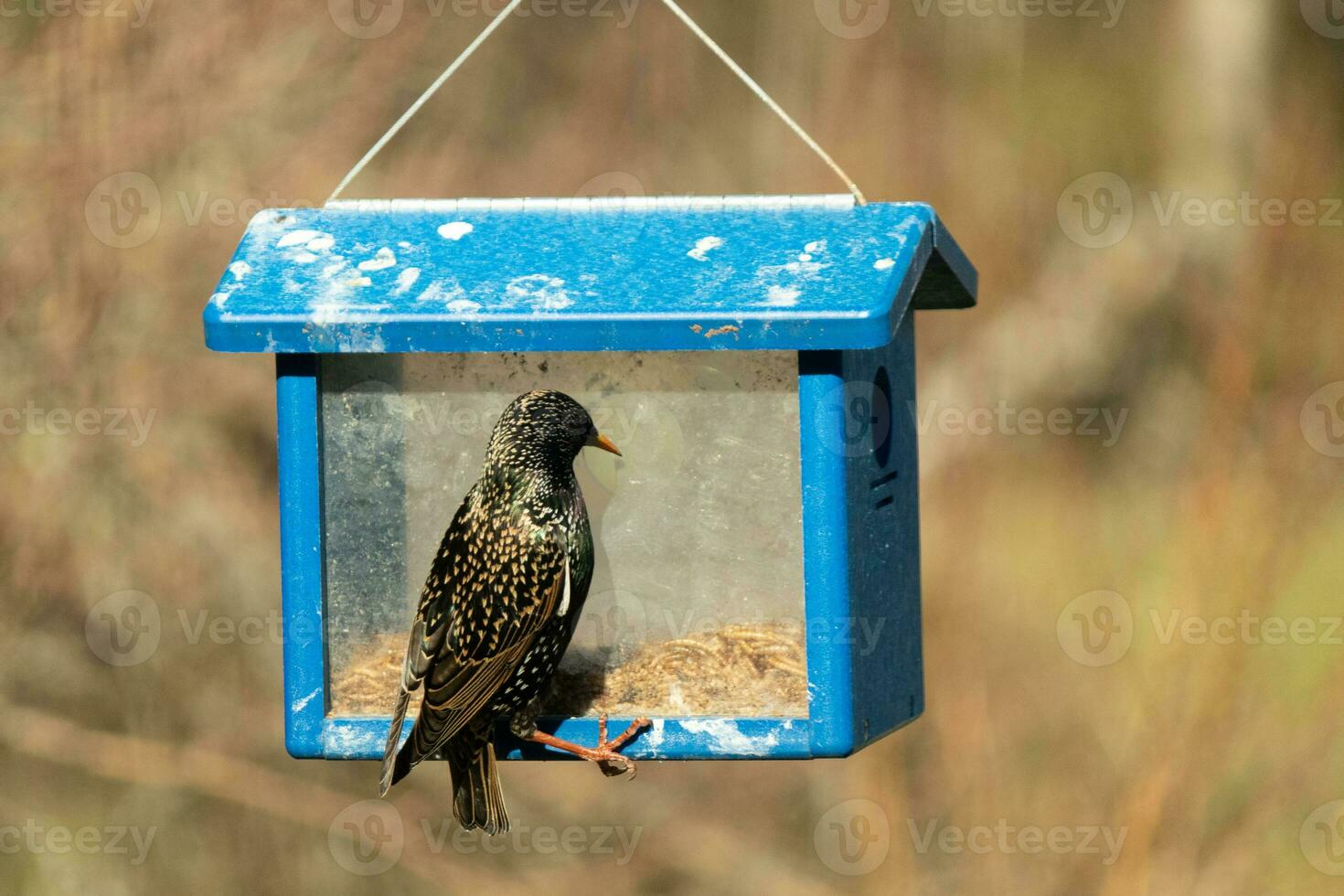 European starling coming to visit the bluebird feeder for mealworms. The bird is black and has white speckle. The feathers shine with a rainbow color like oil in water. These are invasive species. photo