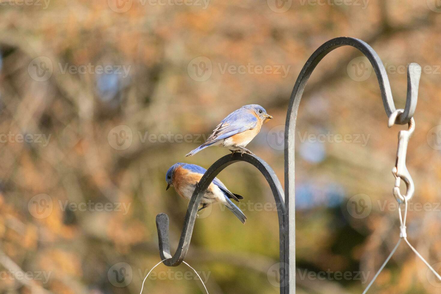 These two cute bluebirds came out to the shepherds hook. They look to be enjoying each others company. A meeting of two birds out together. The pretty rusty orange bellies with blue top feathers. photo