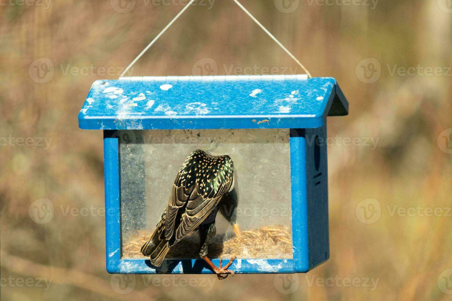 European starling coming to visit the bluebird feeder for mealworms. The bird is black and has white speckle. The feathers shine with a rainbow color like oil in water. These are invasive species. photo