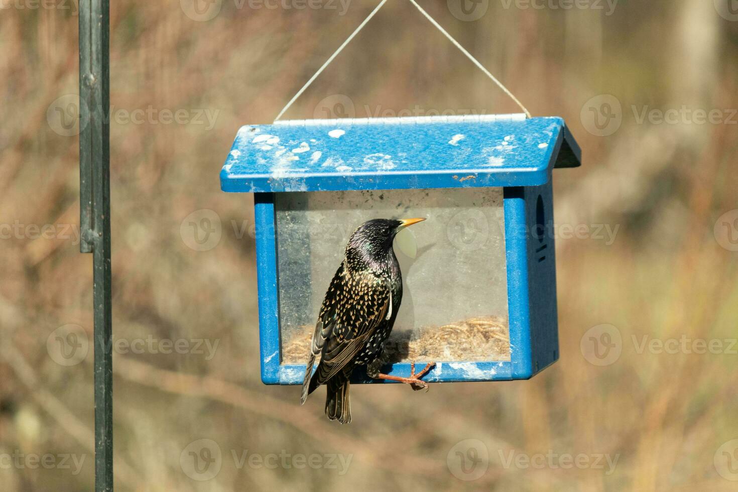 European starling coming to visit the bluebird feeder for mealworms. The bird is black and has white speckle. The feathers shine with a rainbow color like oil in water. These are invasive species. photo