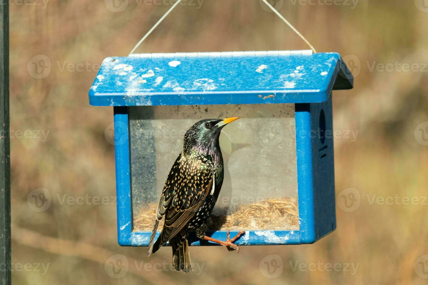 europeo estornino viniendo a visitar el azulejo alimentador para gusanos de la harina. el pájaro es negro y tiene blanco punto. el plumas brillar con un arco iris color me gusta petróleo en agua. estos son invasor especies. foto