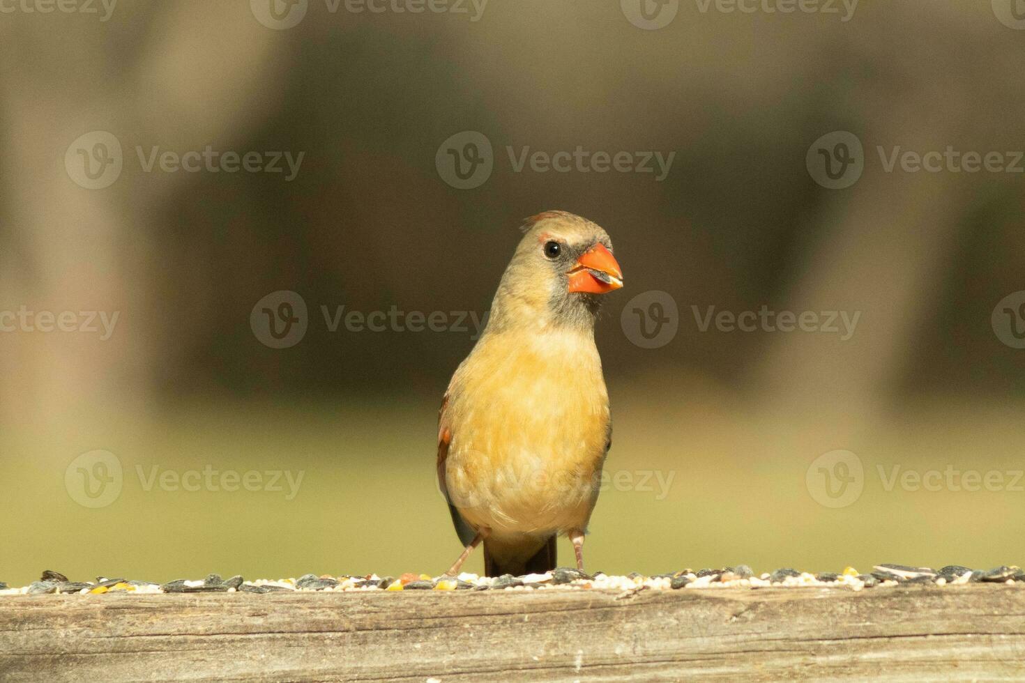 hembra cardenal viniendo fuera a el de madera barandilla para alpiste. su marrón plumas son diseñado para camuflaje como opuesto a el brillante rojo de el masculino. su pequeño naranja pico puntiagudo exterior. foto