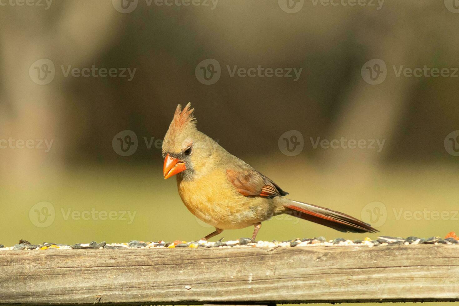 Female cardinal coming out to the wooden railing for birdseed. Her brown feathers are designed for camouflage as opposed to the bright red of the male. Her little orange beak pointed outward. photo