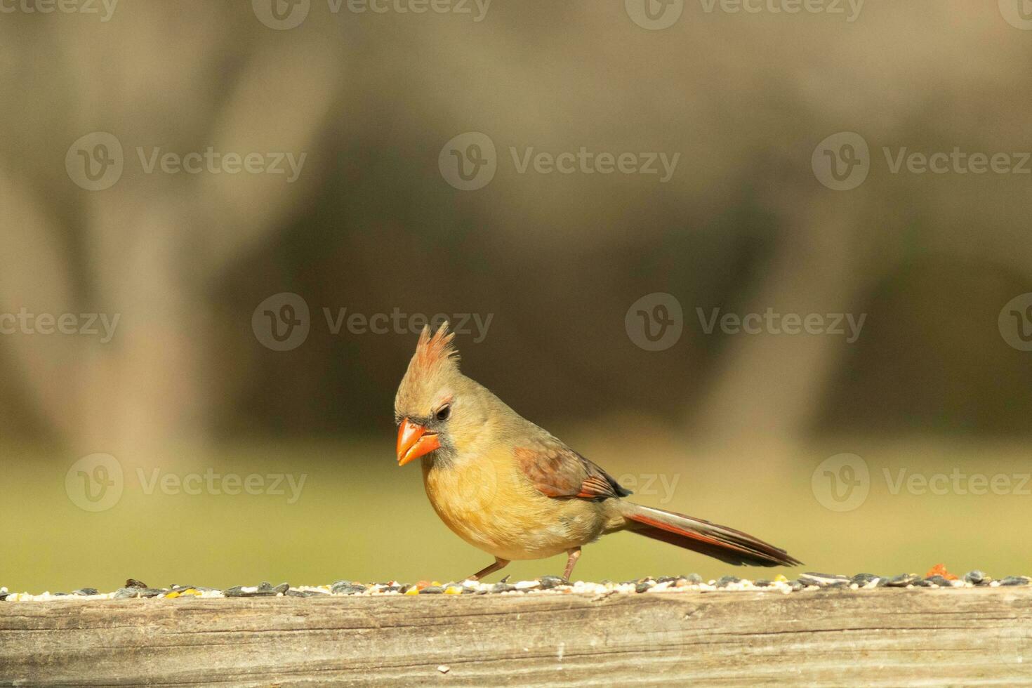 Female cardinal coming out to the wooden railing for birdseed. Her brown feathers are designed for camouflage as opposed to the bright red of the male. Her little orange beak pointed outward. photo