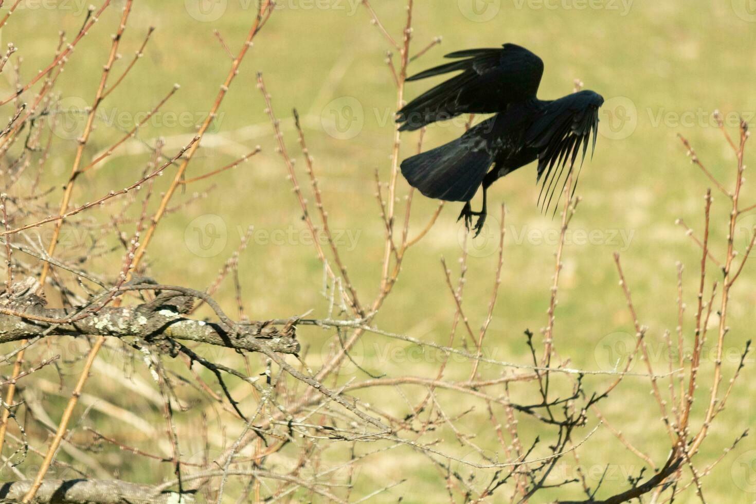 esta grande negro cuervo estaba tomando apagado desde el melocotón árbol cuando yo tomó esta fotografía. esta casi escalofriante y amor cómo el plumas casi Mira me gusta Picos. esta es un muy Víspera de Todos los Santos foto. foto