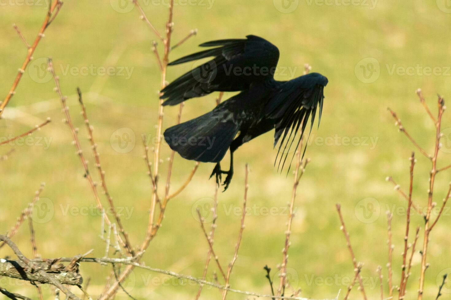 This large black crow was taking off from the peach tree when I took this picture. This almost spooky and love how the feathers almost look like spikes. This is a very Halloween photo. photo