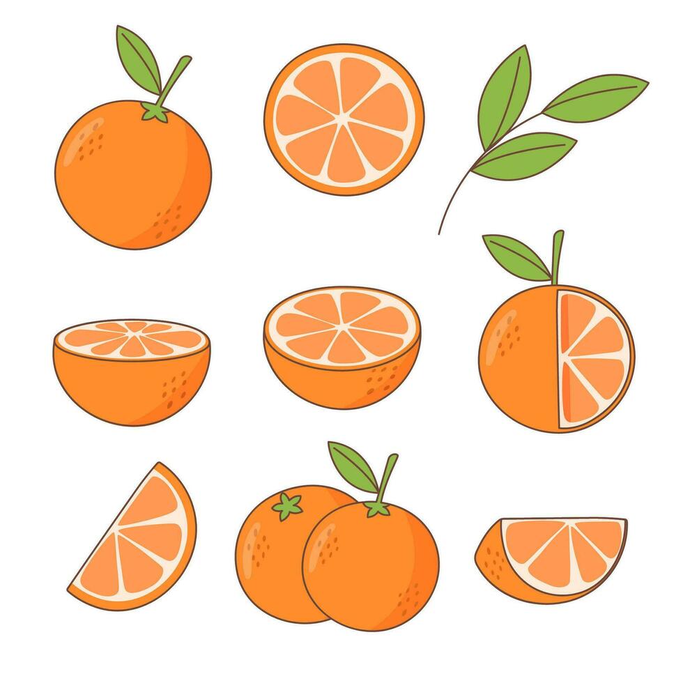 Set of oranges vector